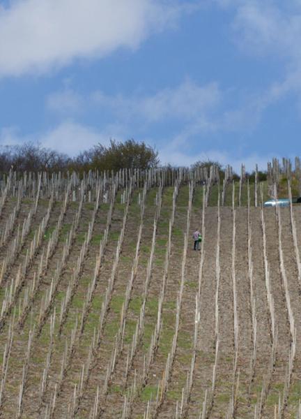Weingut & Gaestehaus Schmitz-Bergweiler Bernkastel-Kues Eksteriør bilde
